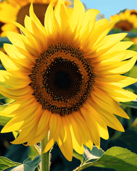 Solrosfrön Single Giant Helianthus annuus ettårig 250 cm