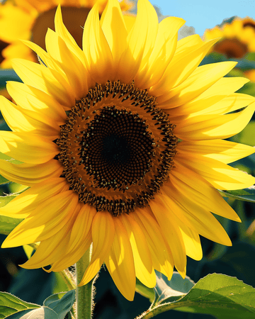 Solrosfrön Single Giant 250 cm (Helianthus annuus) – ettårig blomma