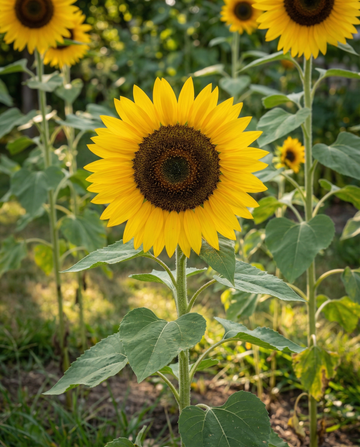 Solros Single Giant 250 cm (Helianthus annuus) – ettåriga blomsterfrön från SeedsChoice