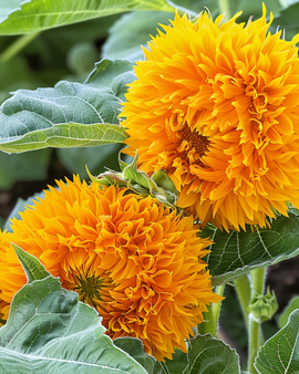 Solrosfrön Sungold Helianthus annuus – dubbelblommig dvärgsolros, ettårig