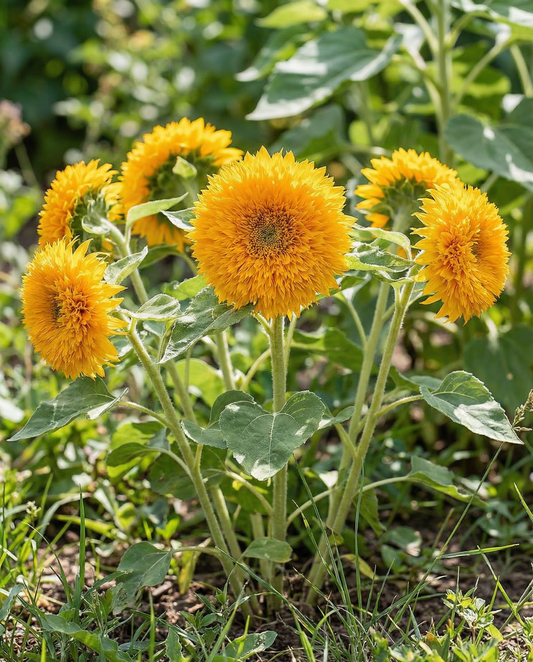 Solros Sungold Dwarf Double Flowered (Helianthus annuus) – frön för ettåriga blommor från SeedsChoice