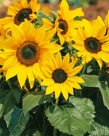Solrosfrön Pacino (Helianthus annuus) – ettårig blomma