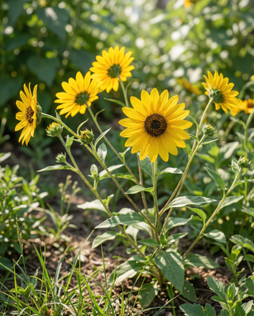 Solros Stella (Helianthus debilis) – ettåriga blomsterfrön från SeedsChoice