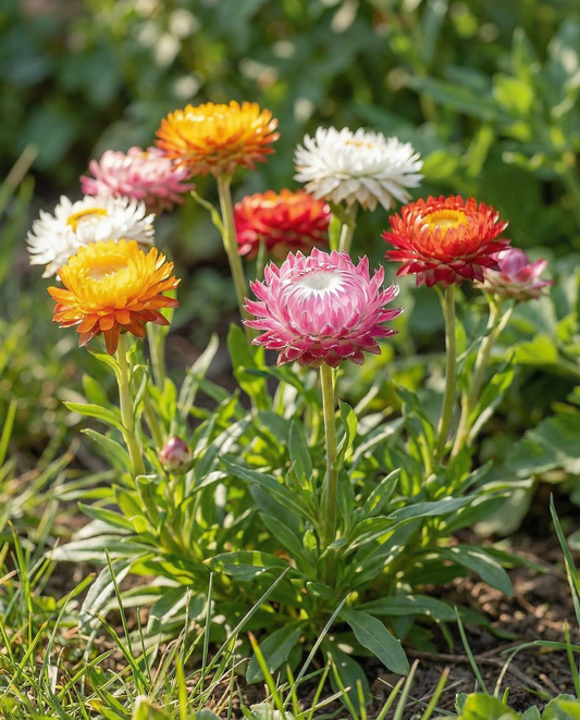 Eternell Tom Thumb Dwarf (Helichrysum bracteatum) – frön till ettårig blomma från SeedsChoice