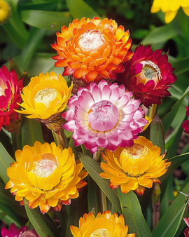 Eternellfrön Monstrosum Helichrysum bracteatum ettårig