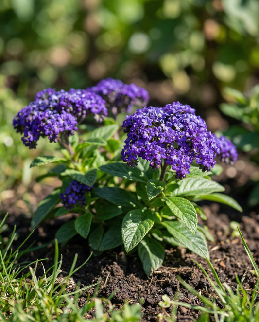 Heliotrope Marine (Heliotropium arborescens) – ettåriga blomsterfrön från SeedsChoice