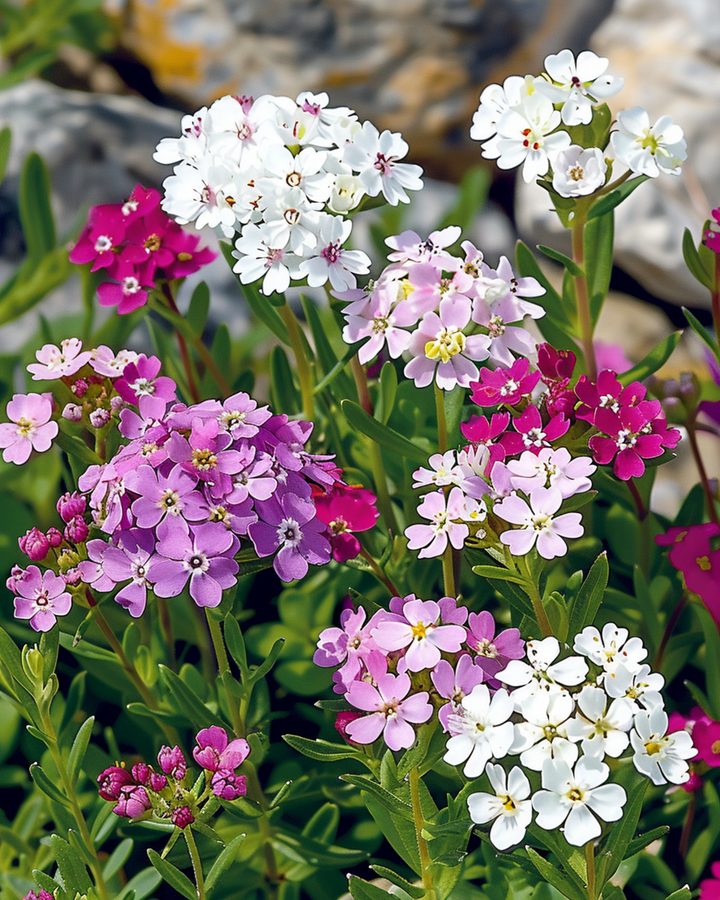 Iberis Mixed frön (Iberis umbellata) – ettårig blandning