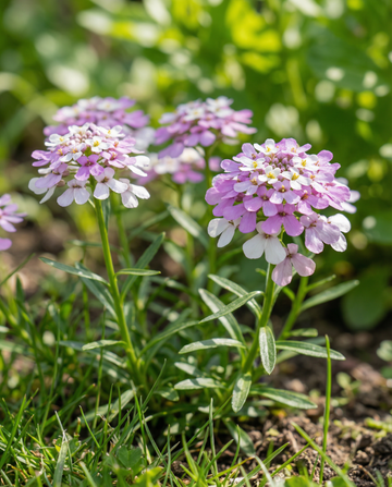Iberis Mixed (Iberis umbellata) – blandningsfrön för ettårig blomma från SeedsChoice