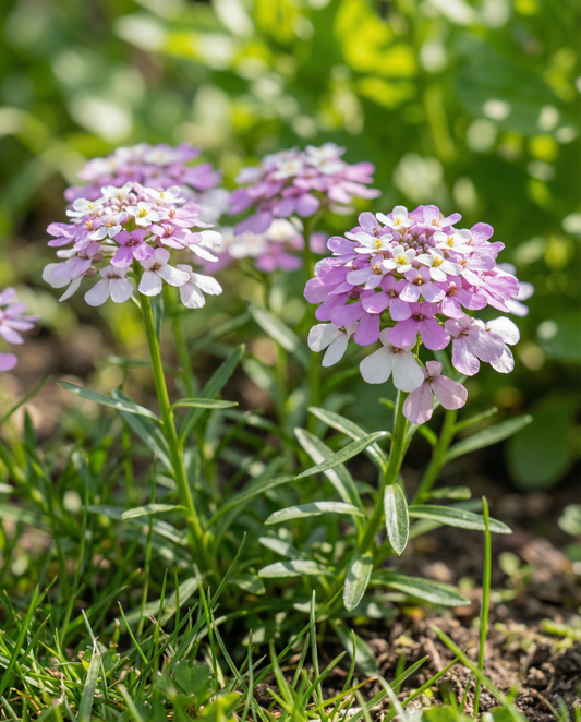 Iberis Mixed (Iberis umbellata) – blandningsfrön för ettårig blomma från SeedsChoice