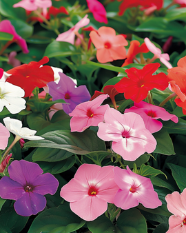 Busy Lizzie-frön Impatiens Walleriana Baby Mixed ettårig blomma skuggträdgård