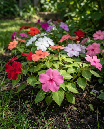 Fröer av Busy Lizzie Baby Mixed Shade Garden (Impatiens walleriana) – ettåriga blomsterfrön från SeedsChoice