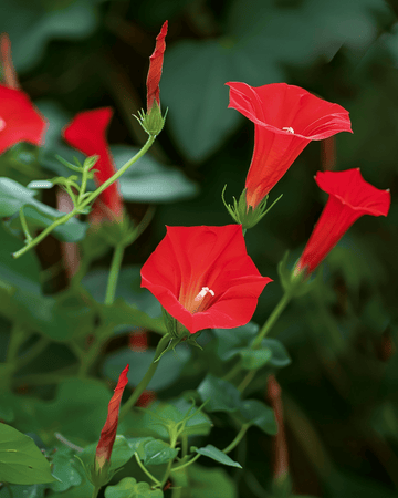 Cardinal Climber Red-frön (Ipomoea quamoclit) – ettårig klätterväxt