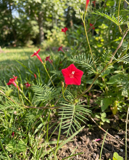 Cardinal Climber Red (Ipomoea quamoclit) – ettårig klätterväxt från SeedsChoice