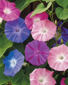 Ipomoea Purpurea Frön Ettårig Klätterväxt Blandade Färger Blomma