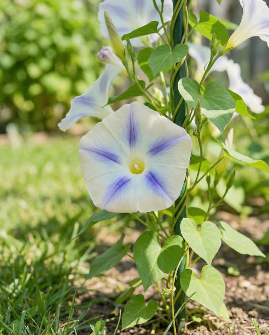 Klätterväxt Milky Way (Ipomoea tricolor) – frön till ettårig klätterväxt från SeedsChoice