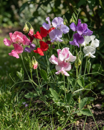Luktärt Bijou Mixed (Lathyrus odoratus) – ettåriga blomsterfrön från SeedsChoice