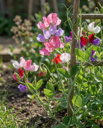 Luktärt Colorama Mixed (Lathyrus odoratus) – ettåriga blomsterfrön från SeedsChoice