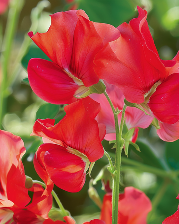 Luktärt Royal Family Red frön (Lathyrus odoratus) – ettårig blomma