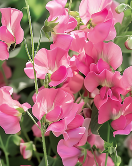 Luktärtfrön Royal Family Rosa Ettårig Lathyrus Odoratus