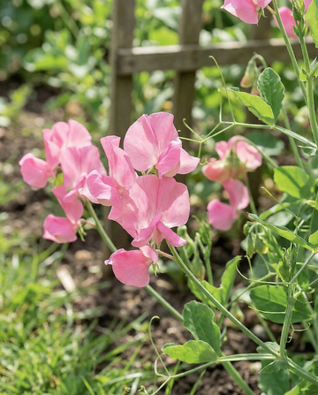 Luktärt Royal Family Pink (Lathyrus odoratus) – frön för ettårig blomma från SeedsChoice