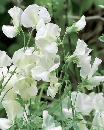 Luktärt Royal Family White frön (Lathyrus odoratus) – ettårig blomma