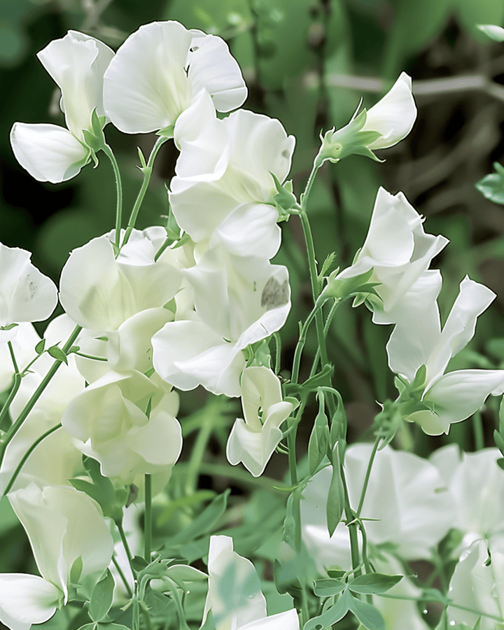 Luktärt Royal Family White frön (Lathyrus odoratus) – ettårig blomma