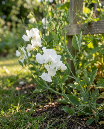 Luktärt Royal Family White (Lathyrus odoratus) – frön till ettårig blomma från SeedsChoice