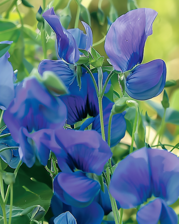 Luktärt Royal Family Blue klätterväxtfrön (Lathyrus odoratus) – ettårig klätterväxt