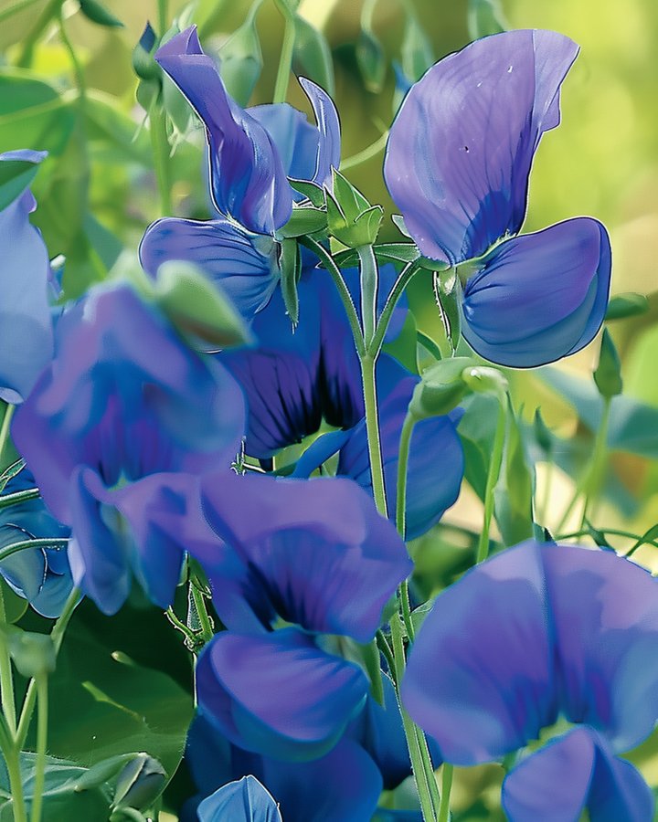 Luktärt Royal Family Blue klätterväxtfrön (Lathyrus odoratus) – ettårig klätterväxt