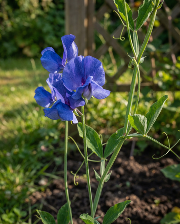 Luktärt Royal Family Blue klätterväxt (Lathyrus odoratus) – frön för ettårig klätterväxt från SeedsChoice