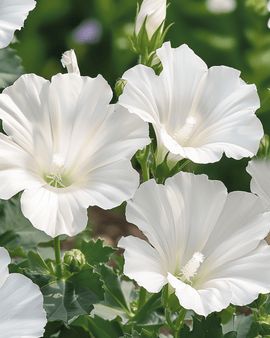 Malvafrön Mont Blanc Lavatera trimestris ettårig blomma