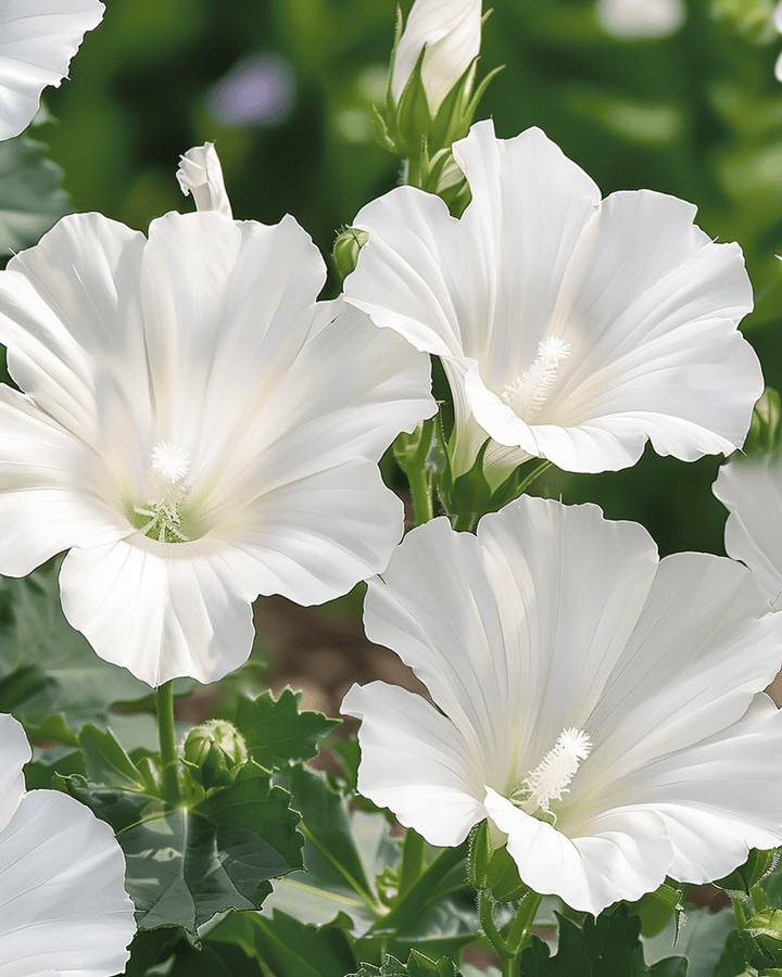 Malvafrön Mont Blanc (Lavatera trimestris) – ettårig blomma