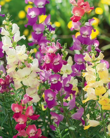 Toad Flax Fairy Bouquet-frön (Linaria maroccana) – ettårig blandning