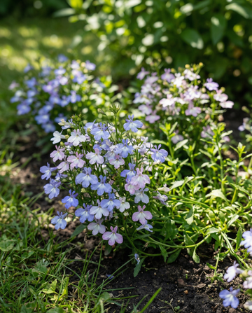 String Of Pearls Mixed (Lobelia erinus) – frön för ettårig blandning från SeedsChoice