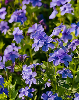 Lobelia frön Crystal Palace Lobelia Erinus – ettårig