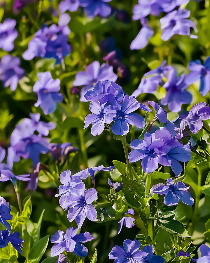 Crystal Palace frön (Lobelia erinus) – ettårig