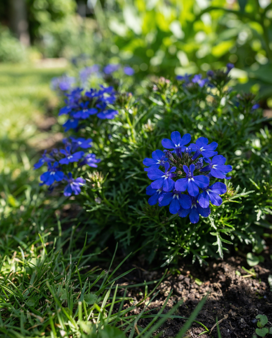 Crystal Palace (Lobelia erinus) – ettåriga frön från SeedsChoice