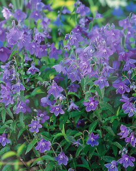 Hänglobelia frön Lobelia Erinus Sapphire ettårig