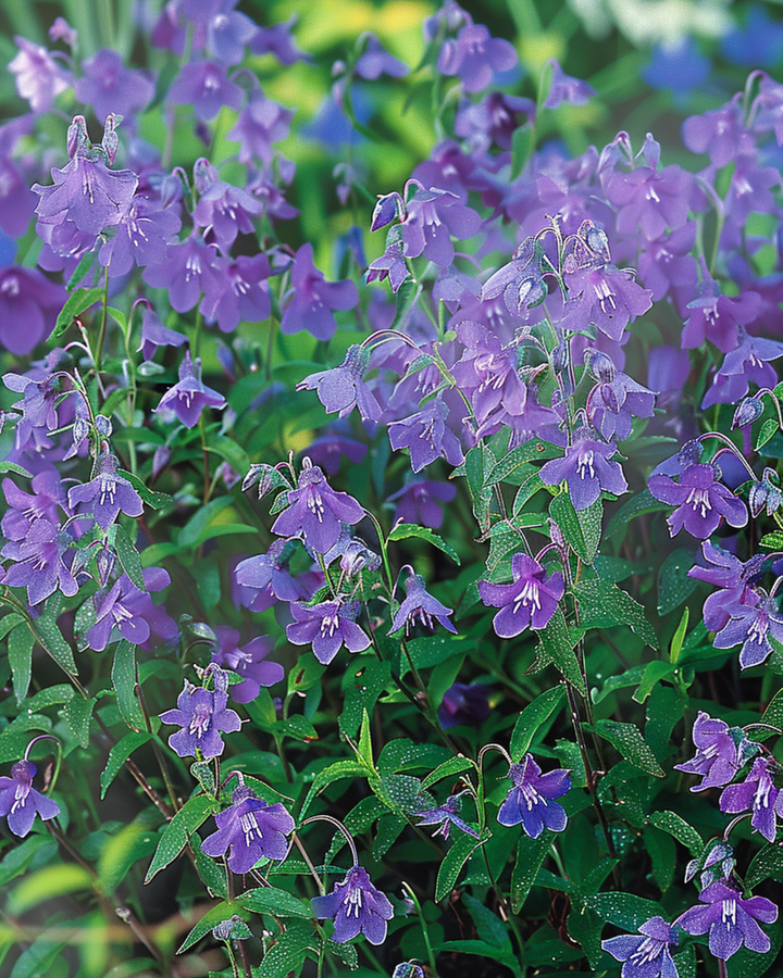 Trailing Sapphire frön (Lobelia erinus) – ettårig