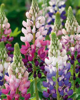 Lupin Pixie Delight frön Lupinus Nanus Ettåriga blommor