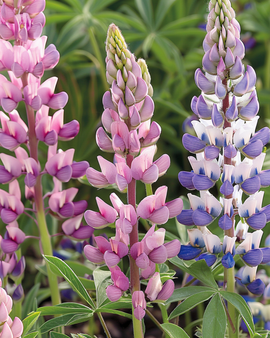 Lupinfrön Lupinus Hartwegii Blandad Ettårig blomsterSort