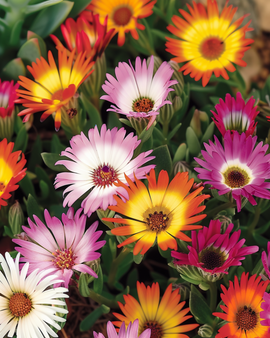 Livingstone daisy-frön Dorotheanthus bellidiformis ettårig blandning Rock Garden
