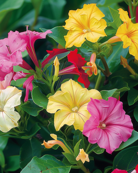 Underbarablomman frön Mirabilis Jalapa blandad ettårig blomma