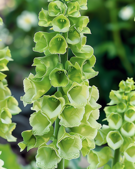 Bells Of Ireland frön Moluccella Laevis Ettårig blomma Snittblomma