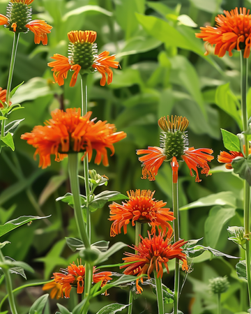 Lejonsöra med orangea blommor-frön (Leonotis nepetifolia) – ettårig blomma
