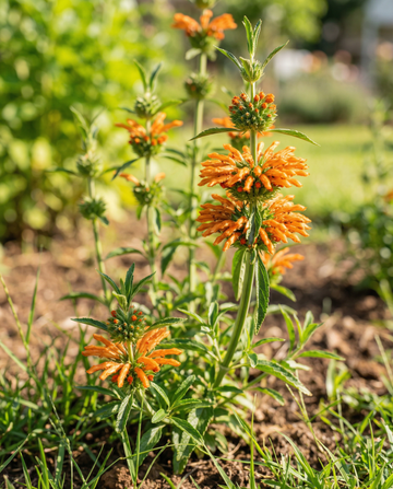 Lejonsöra med orangea blommor (Leonotis nepetifolia) – ettåriga blomsterfrön från SeedsChoice