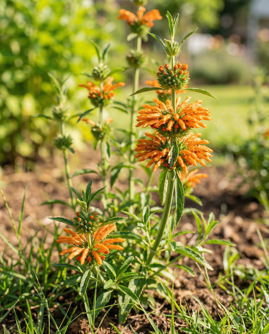 Lejonsöra med orangea blommor (Leonotis nepetifolia) – ettåriga blomsterfrön från SeedsChoice