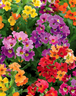 Nemesia Carnival Mixed-frön – Nemesia strumosa – ettårig
