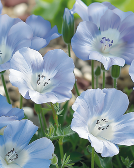 Baby Blue Eyes-frön Nemophila Menziesii ettårig himmelsblå marktäckare
