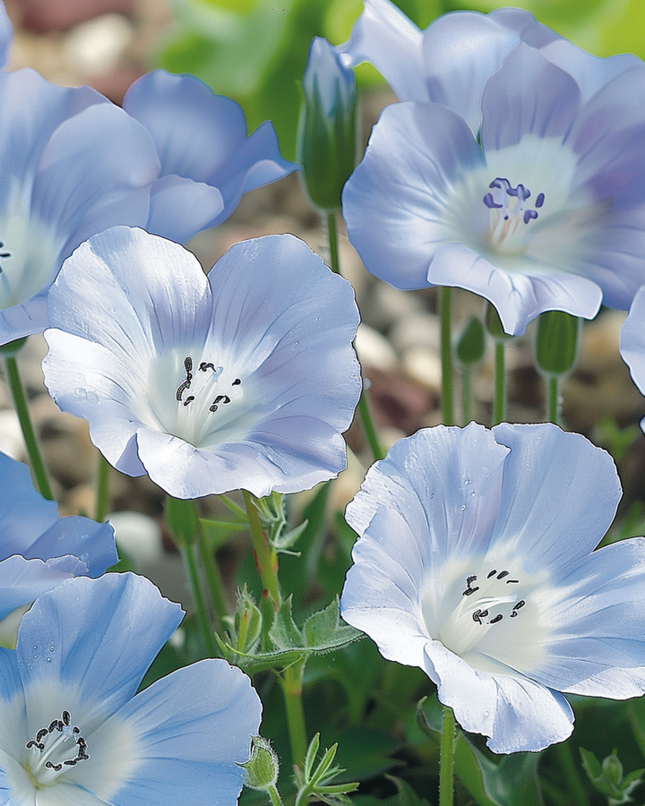 Baby Blue Eyes Sky marktäckarfrön (Nemophila menziesii) – ettårig